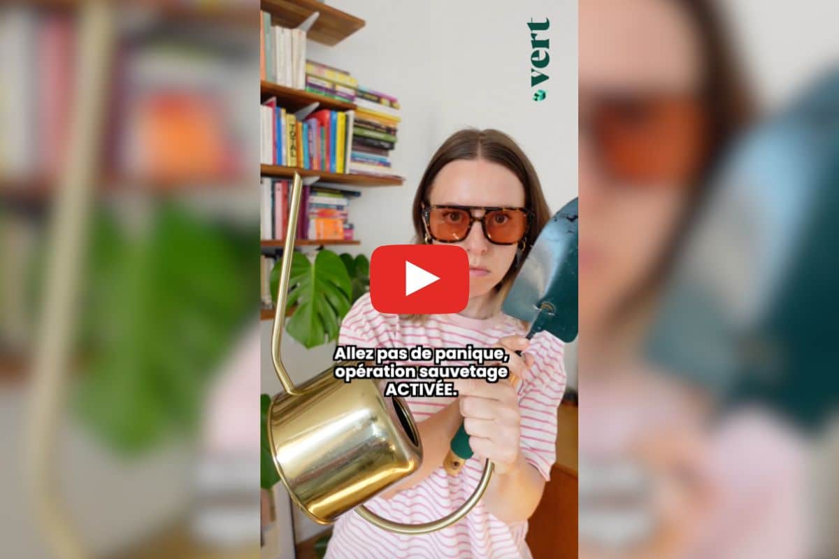 Vos plantes ont séché pendant les vacances ? Ta mère nature livre trois astuces pour les sauver