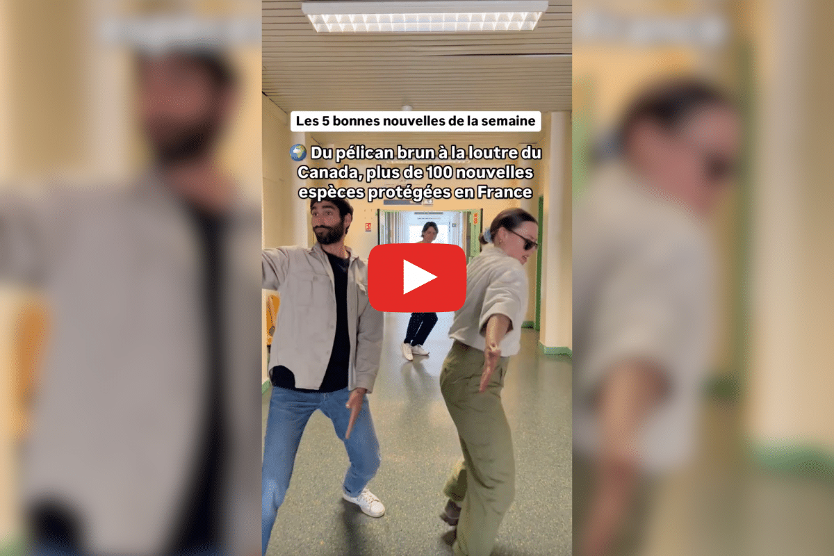 Baisse de la consommation de viande, 100 nouvelles espèces protégées : les bonnes nouvelles de la semaine