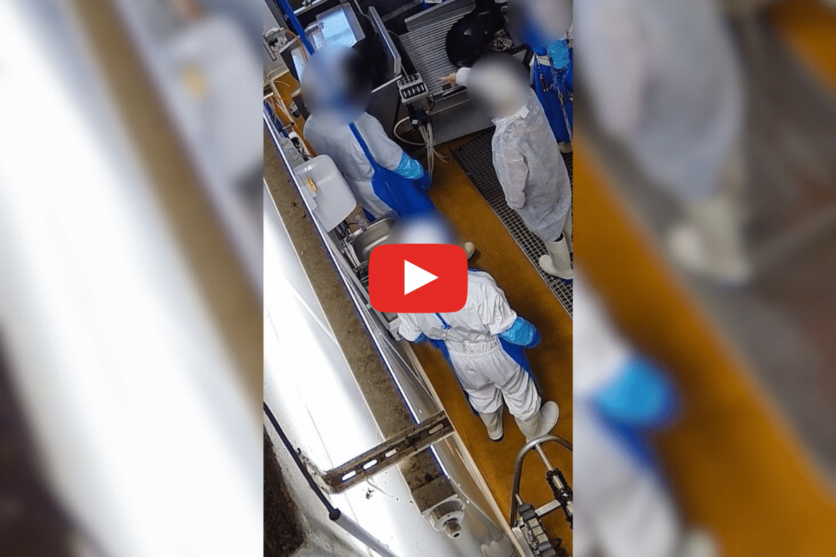 «Des services vétérinaires qui ne font pas leur travail» : L214 révèle de graves anomalies dans le plus vieil abattoir de Corse