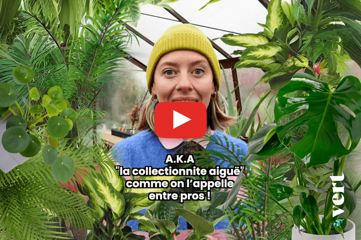 Collectionner les plantes d’intérieur, Ta mère nature explique pourquoi ce n&rsquo;est pas écologique