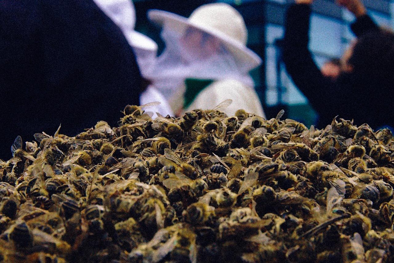 Le plan pour protéger les pollinisateurs ne convainc personne