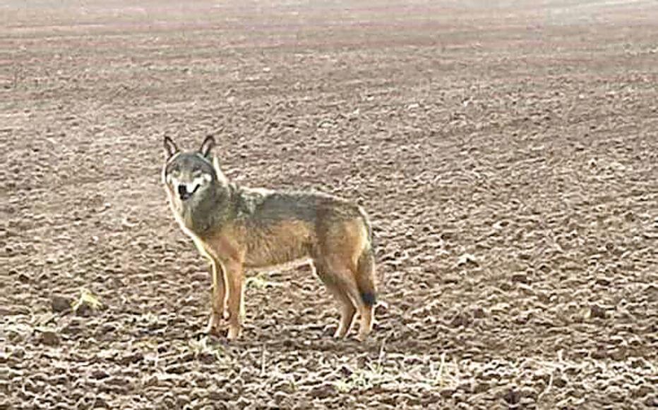 Le loup a été observé en Île-de-France pour la première fois depuis un siècle