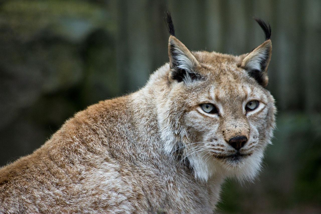 La France se dote d’un plan pour protéger le lynx, prédateur menacé d&rsquo;extinction