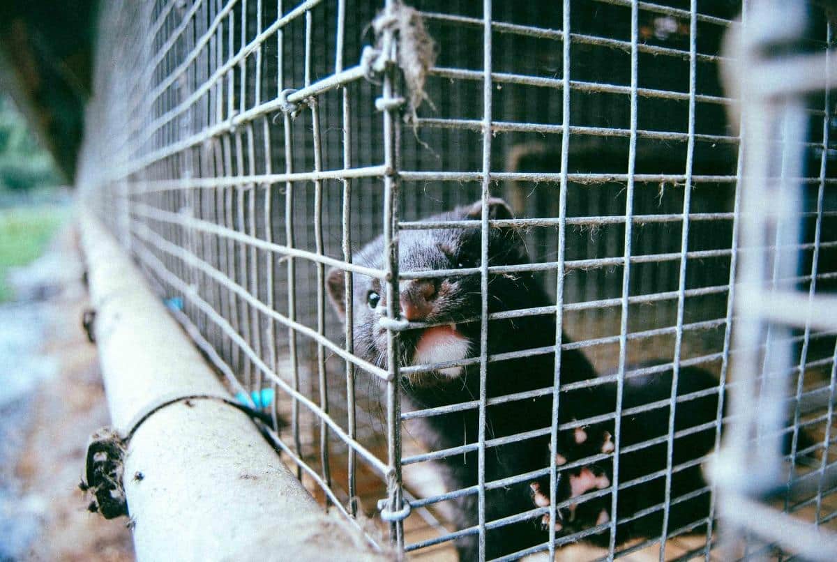 15 à 17 millions de visons abattus au Danemark