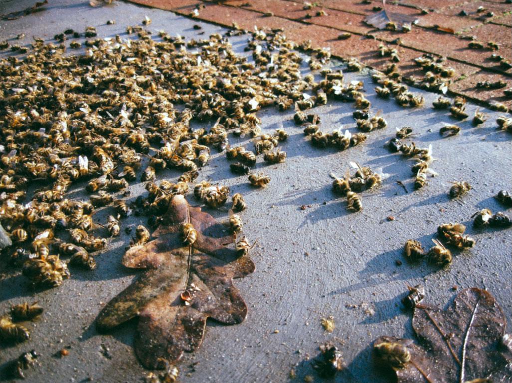 Des apiculteurs dénoncent la « dictature agrochimique » qui tue leurs abeilles