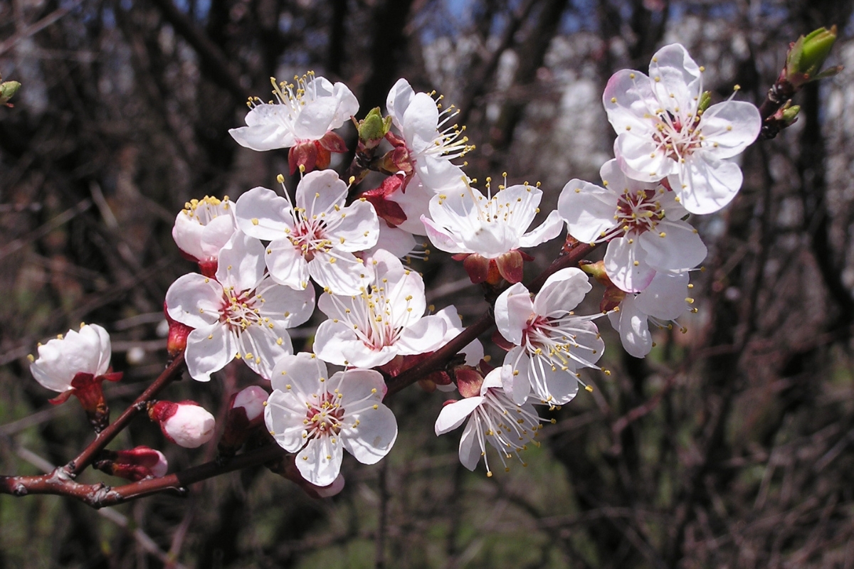 Fleurs déchantent