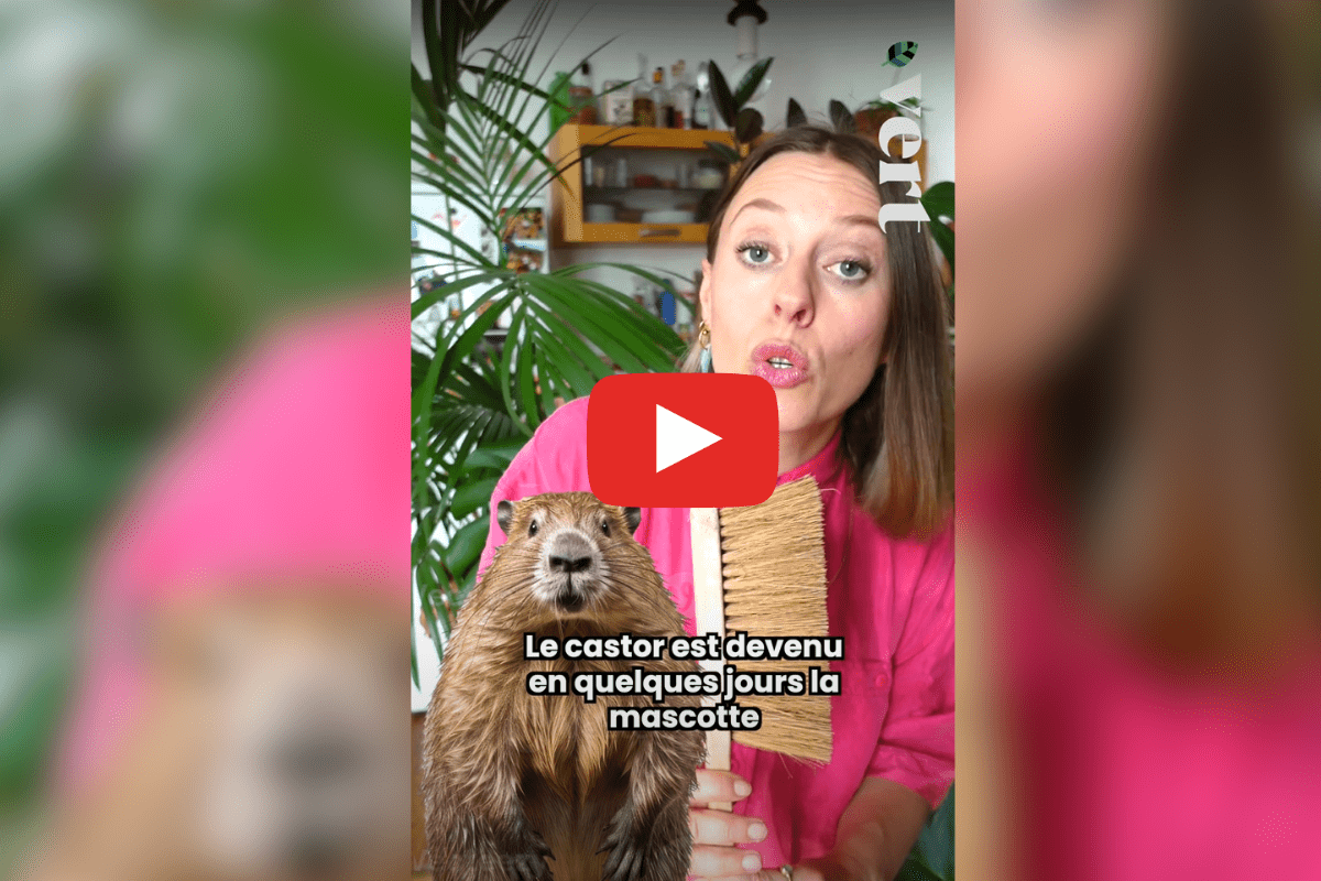 Le castor, meilleur allié écolo