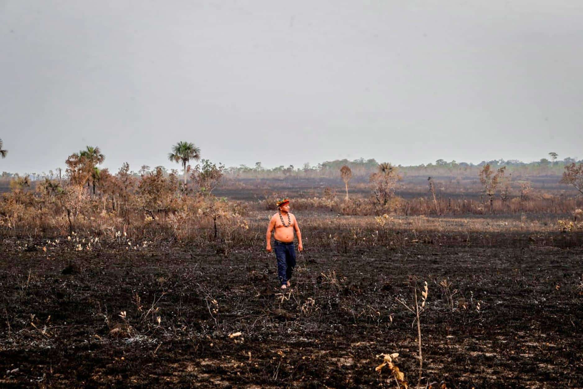 Un quart de l’Amazonie est déjà détruit, mais il est encore temps de la protéger