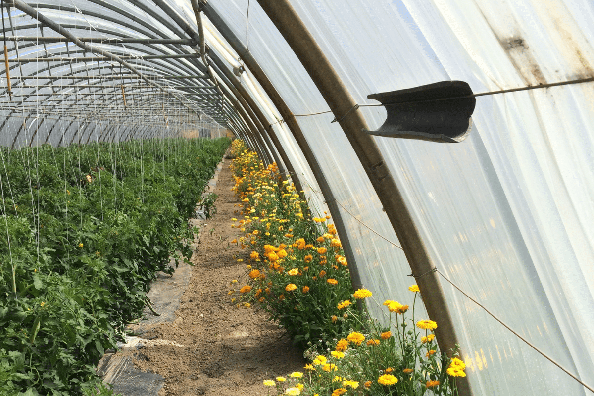 Pas d’interdiction de pesticides sans solutions ? Agriculteurs et scientifiques se sont alliés et présentent leurs alternatives