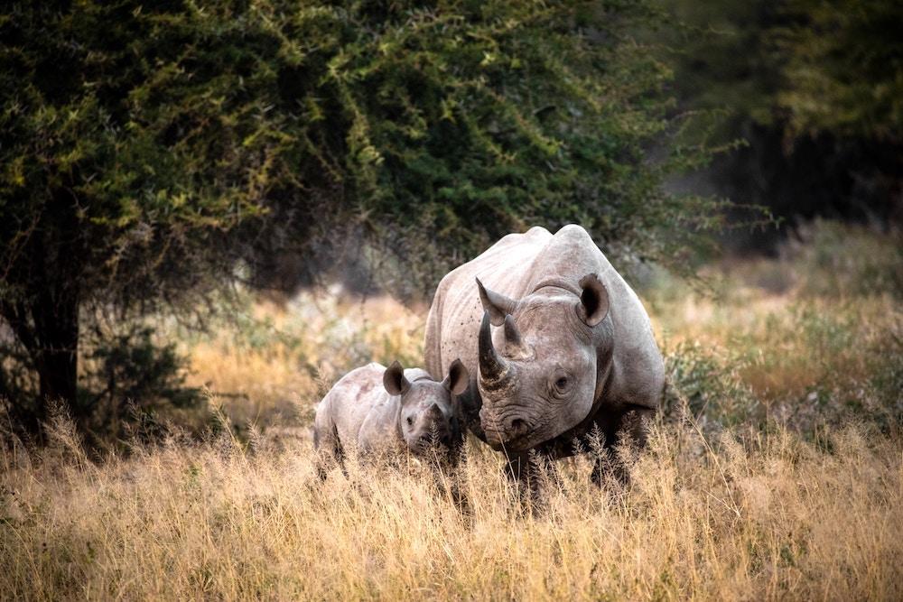 La population des rhinocéros africains en hausse, une première en dix ans