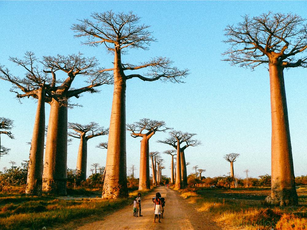 Le grand baobab de Madagascar prend l’eau