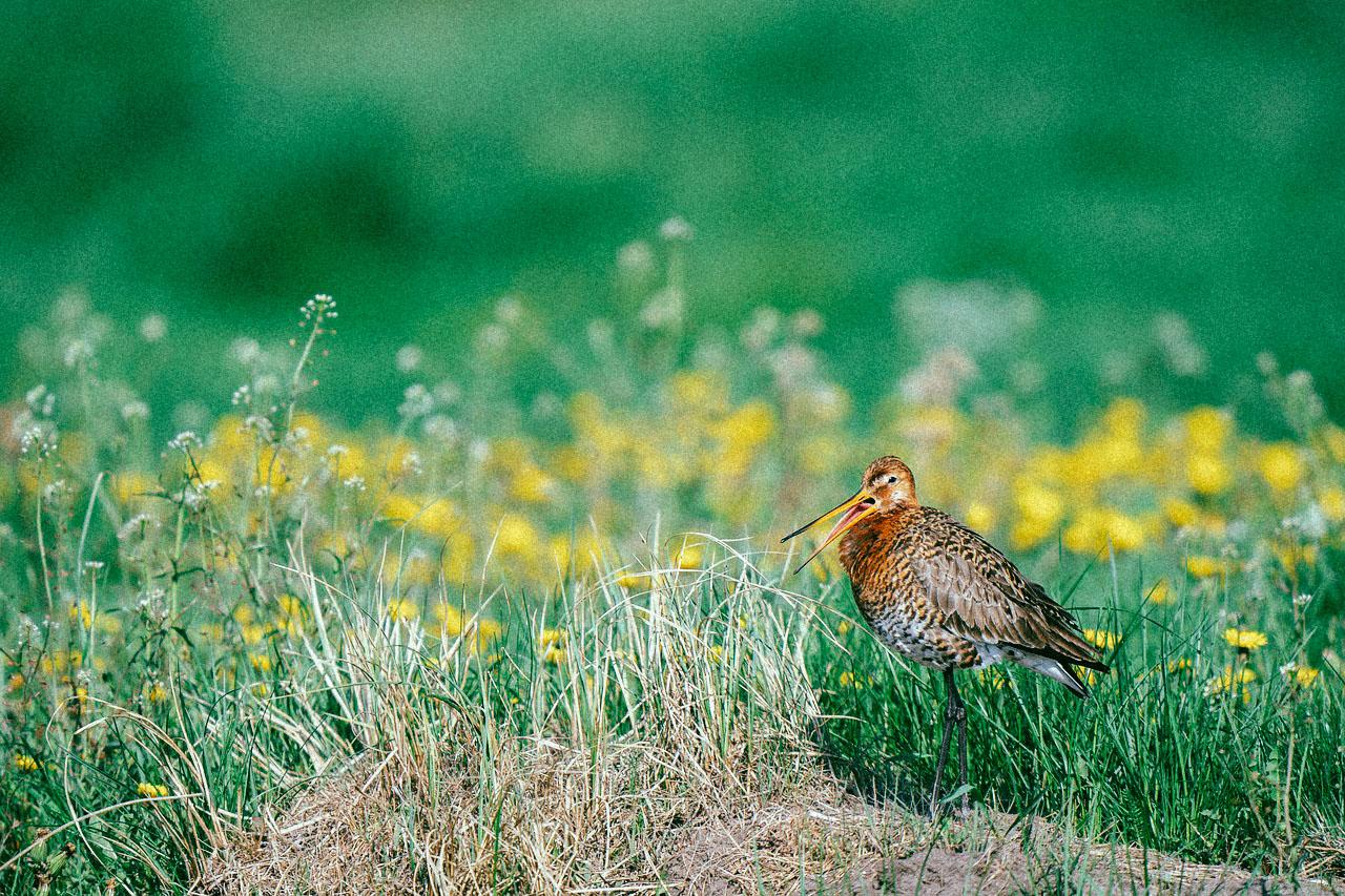 En France, 2 400 espèces animales et végétales sont menacées de disparition