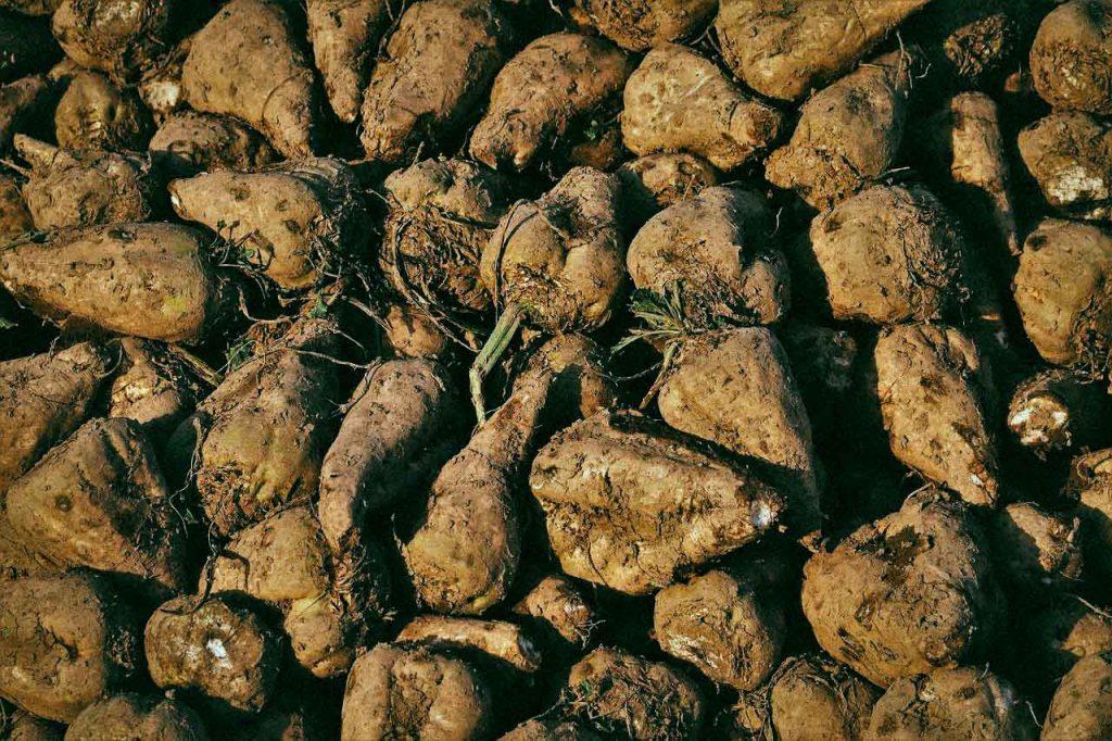 L&rsquo;Anses a trouvé 22 alternatives aux néonicotinoïdes « tueurs d&rsquo;abeilles »