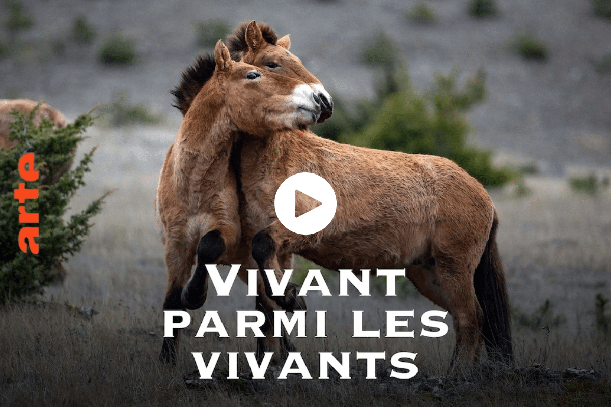 «Vivant parmi les vivants», un documentaire avec les philosophes Vinciane Despret et Baptiste Morizot pour remettre les humains à leur place