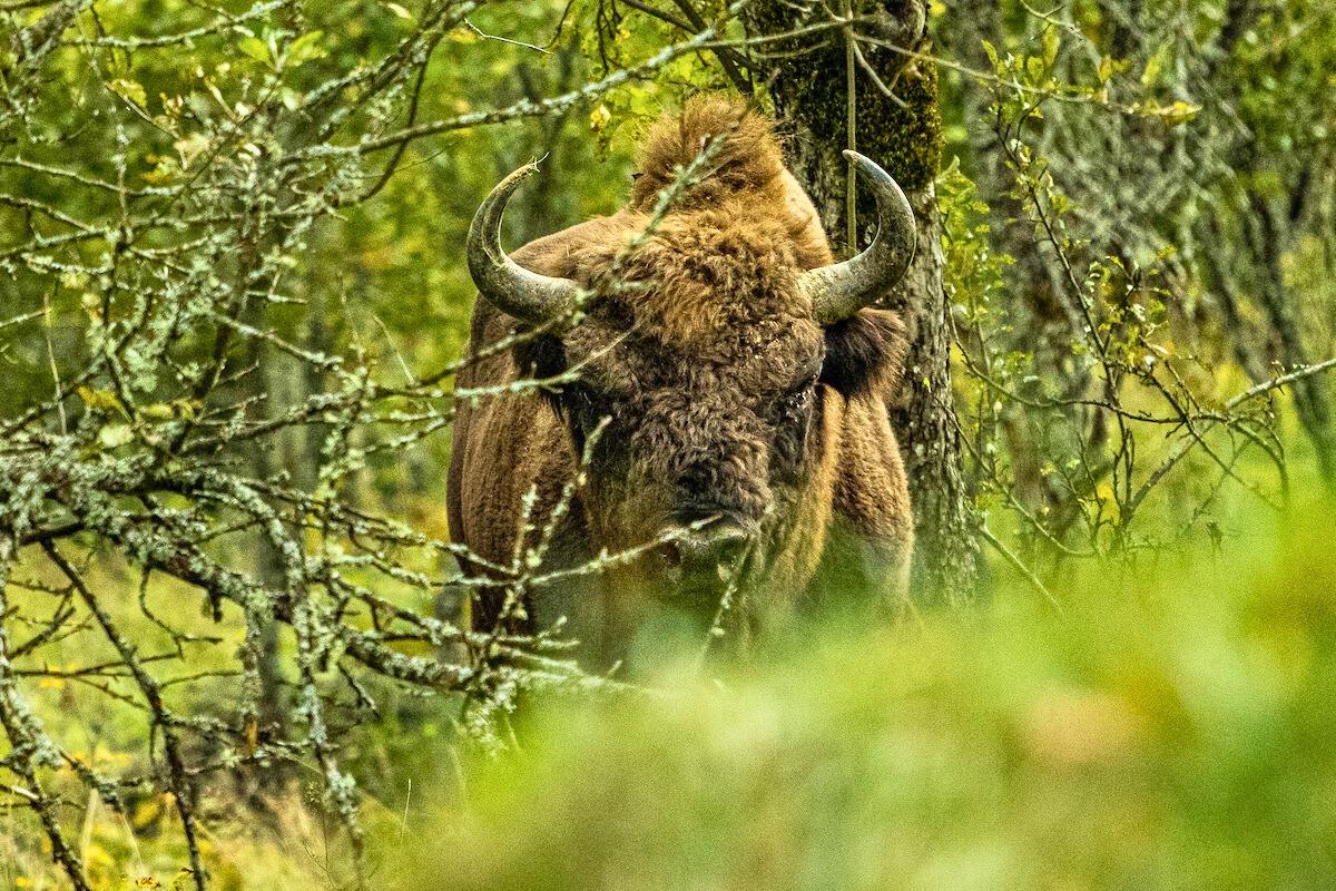 Réintroduits en Roumanie, les bisons sauvages sont les alliés de la biodiversité et les super-héros du climat
