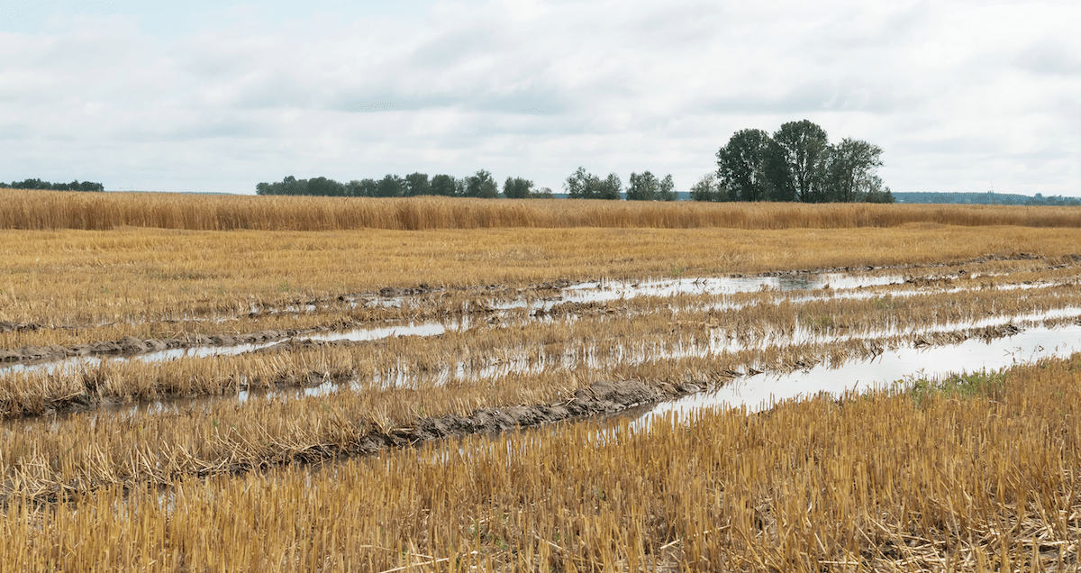 Dérèglement climatique et météo pluvieuse : la production de blé français au plus bas depuis 1987