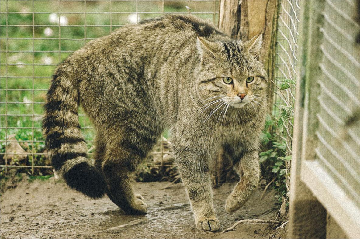 Le chat forestier fait son retour dans le Sud de la France&nbsp;