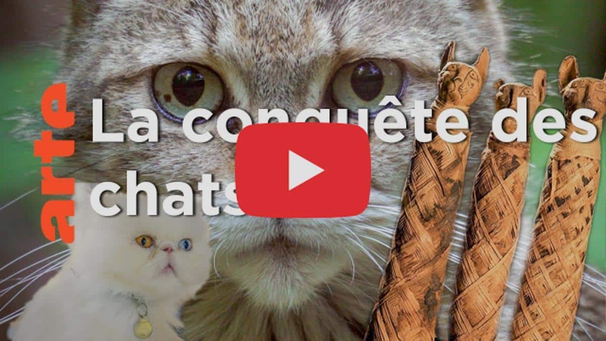 Le docu : Comment le chat a conquis le monde