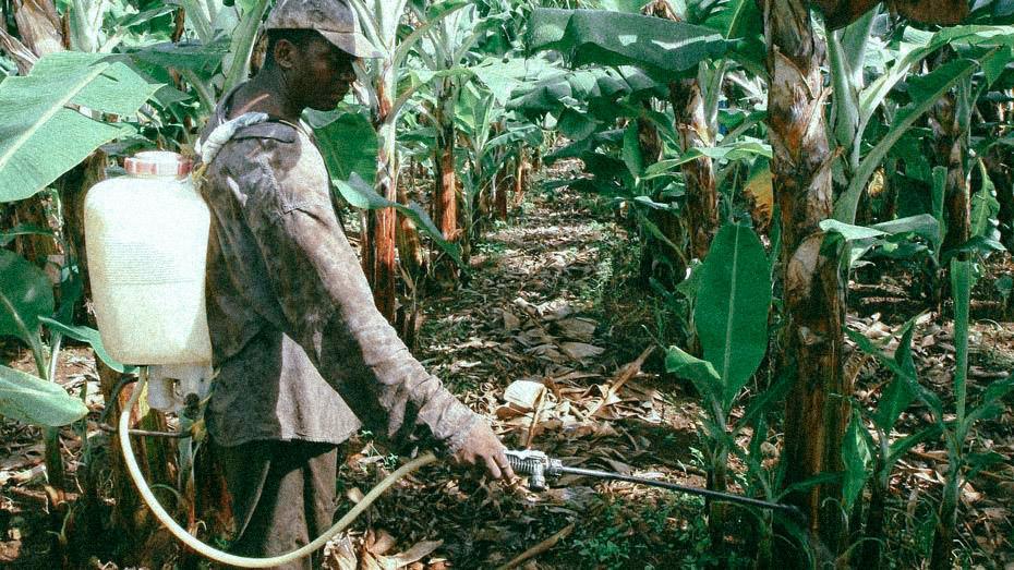 Le gouvernement va reconnaître le cancer de la prostate lié au chlordécone comme maladie professionnelle