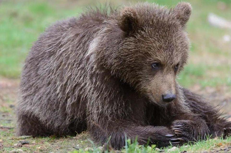 22 oursons sont nés dans les Pyrénées en 2024, la population continue de grandir