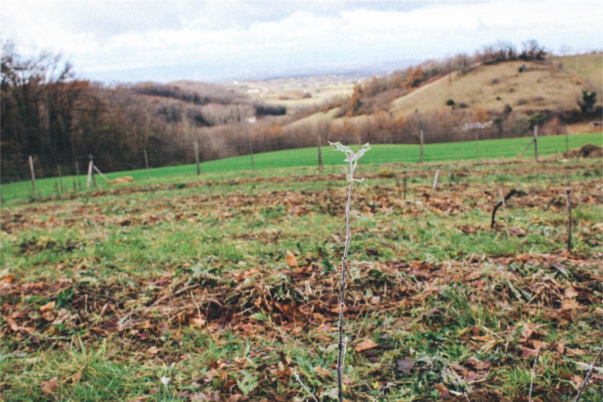 Dans la Drôme, le retour en grâce des haies bocagères, véritables trésors écologiques
