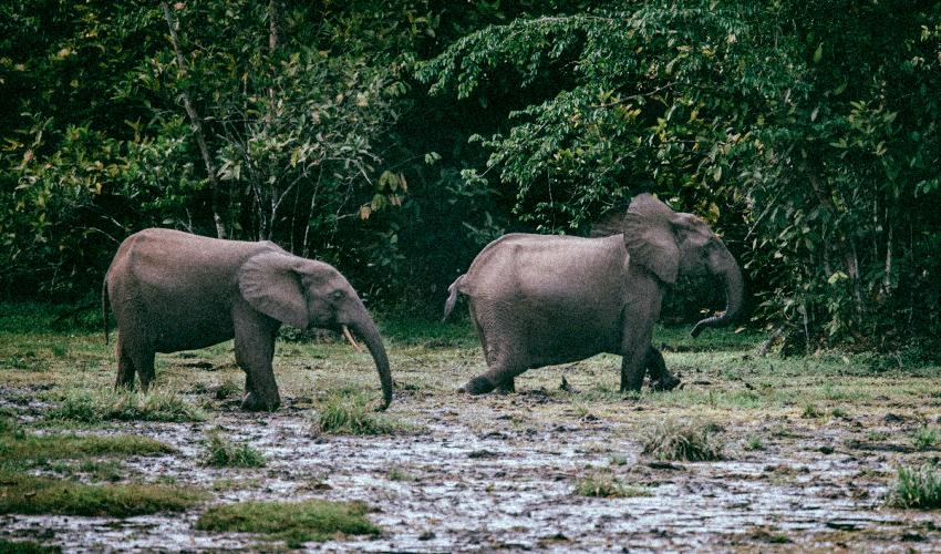 Les éléphants d’Afrique sont désormais menacés d&rsquo;extinction