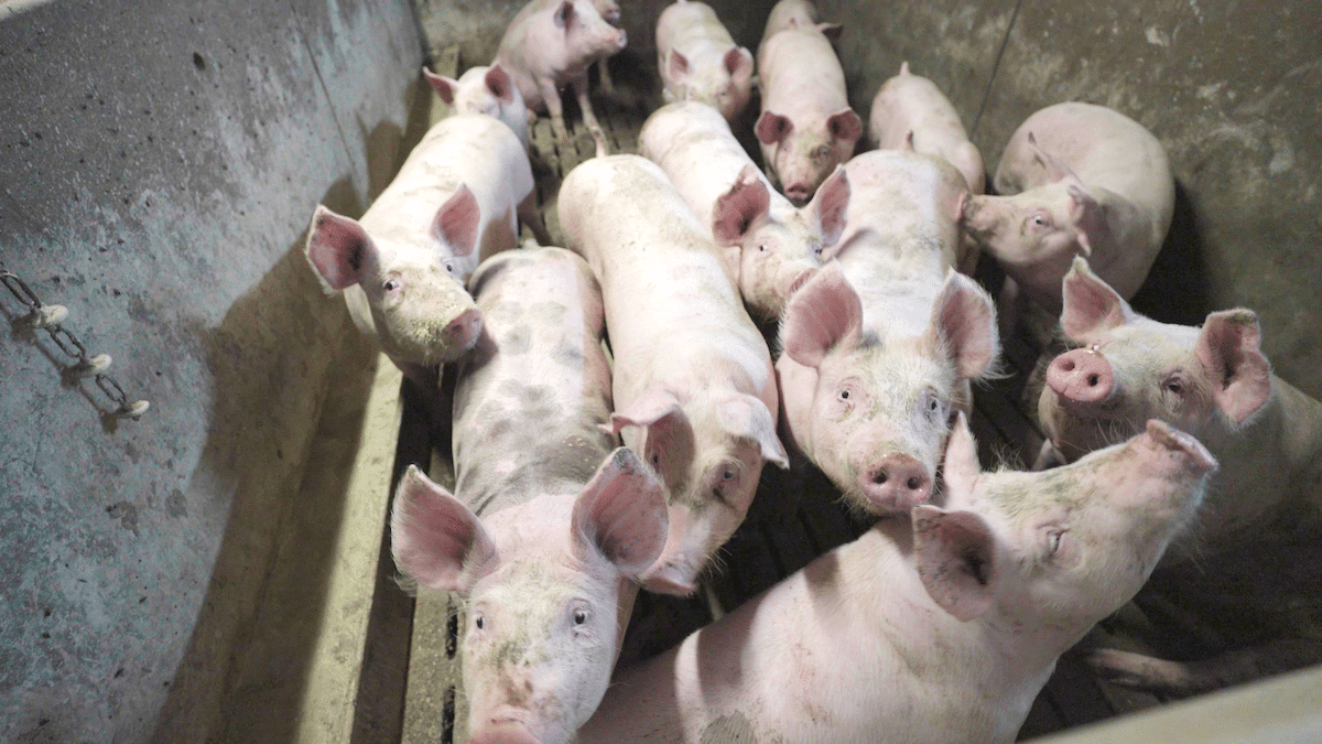 L214 porte plainte contre Lidl pour des mutilations dans deux élevages de cochons estampillés «bien-être animal +»