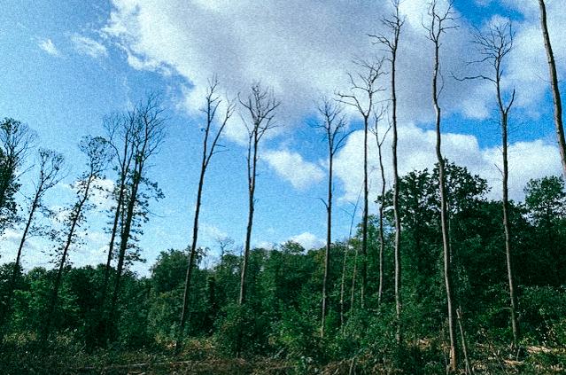 La maladie de l’encre décime les châtaigniers d&rsquo;Île-de-France