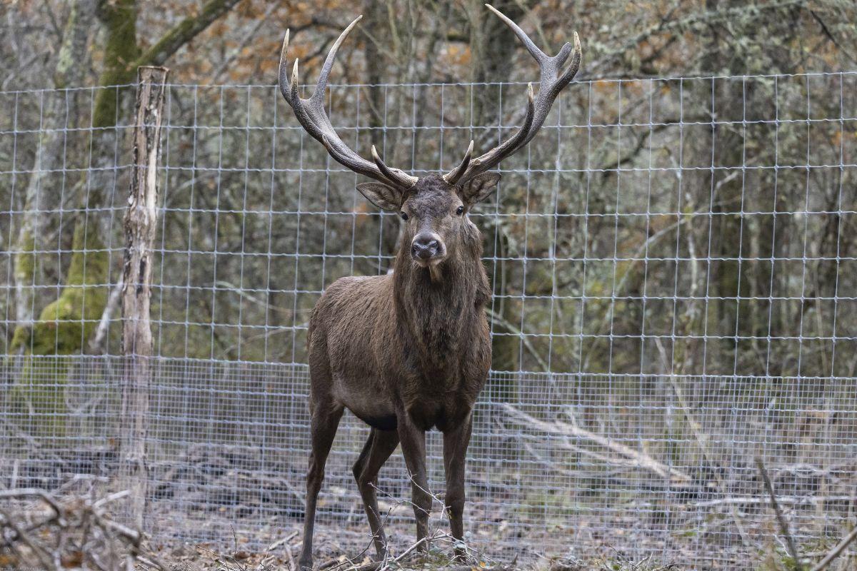 Fin des hautes clôtures votée au Parlement : « La forêt va enfin pouvoir respirer »