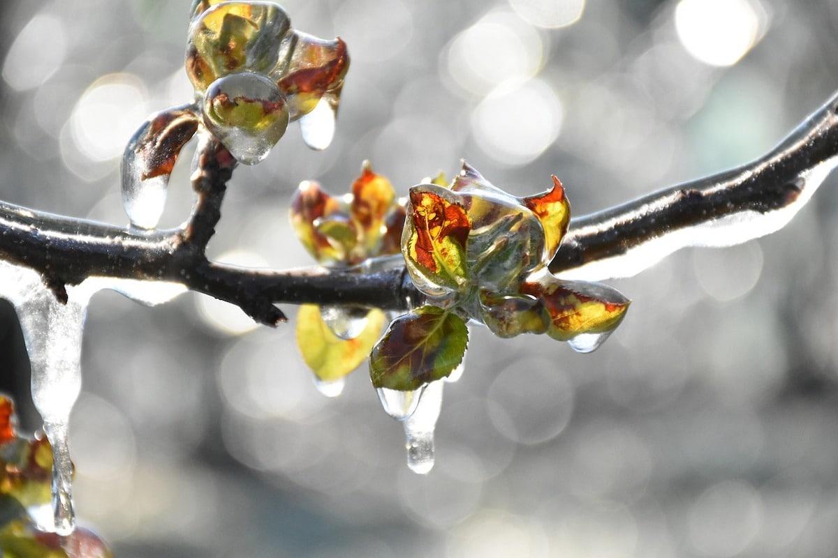 Gel, redoux et dérèglements climatiques : en France, un réseau de «vergers observatoires» pour comprendre comment les arbres s’adaptent