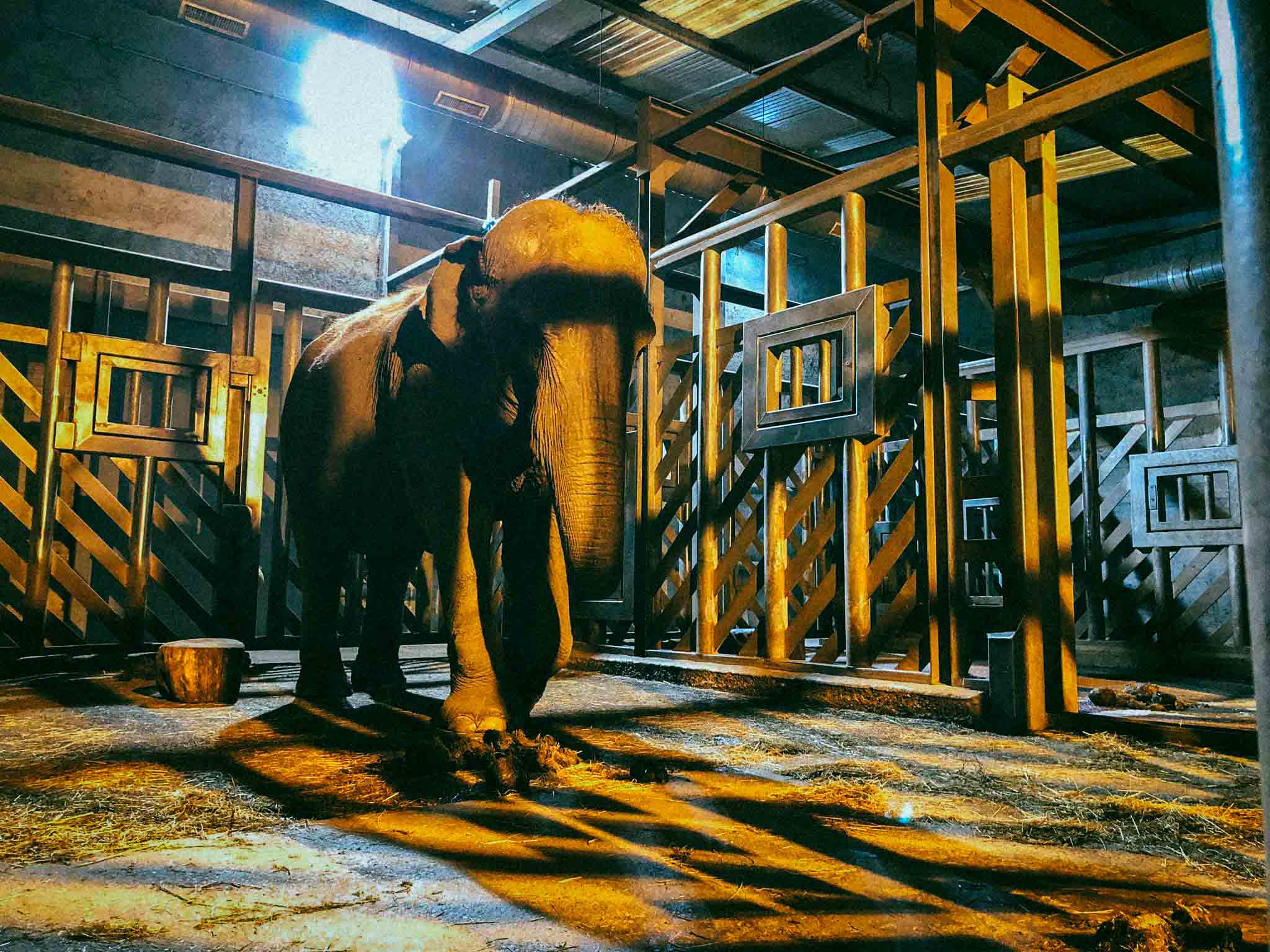 Dans l&rsquo;ancien zoo de Pont-Scorff, le réensauvagement pas à pas