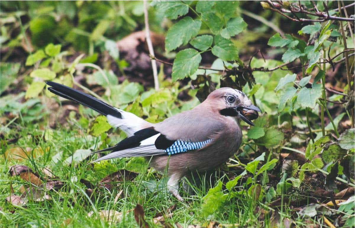 Les geais qui replantent des forêts, ou les bienfaits du réensauvagement naturel