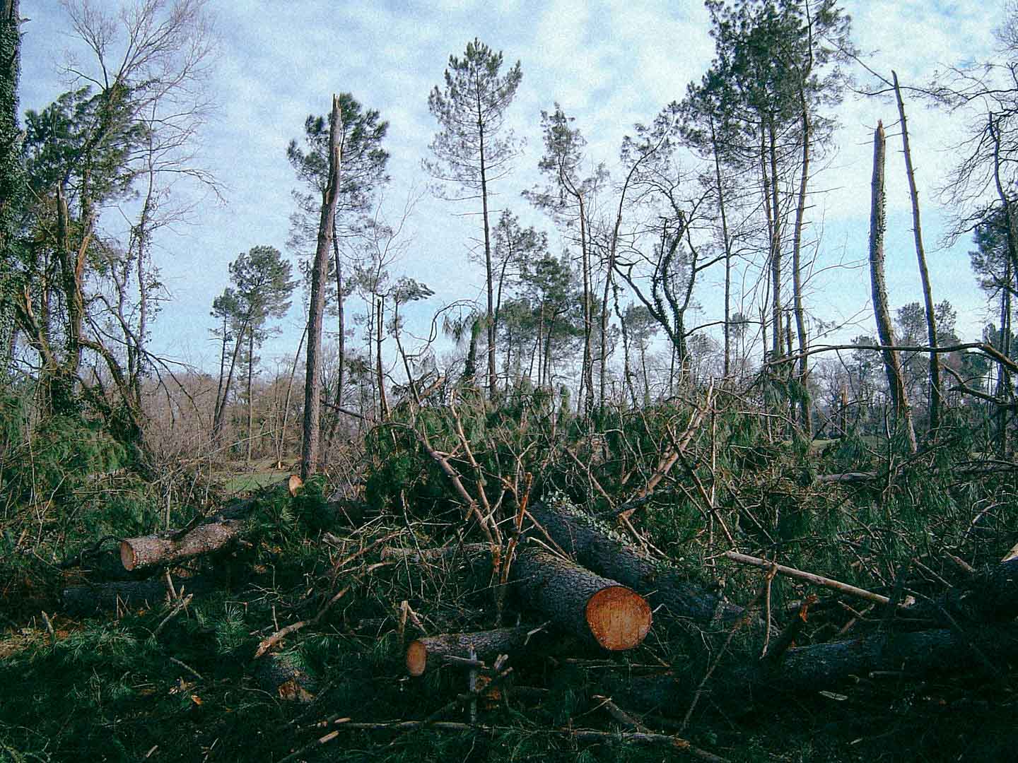 Il sauve les forêts grâce à son ORE