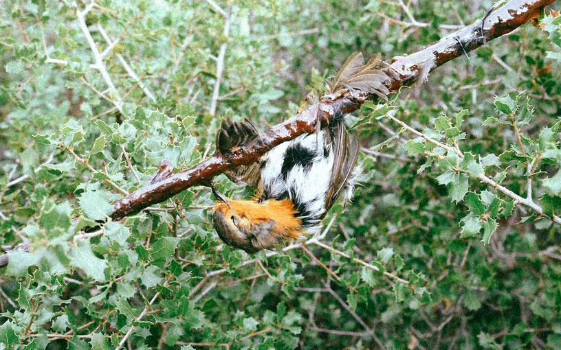 La justice européenne sonne la fin de la chasse à la glu