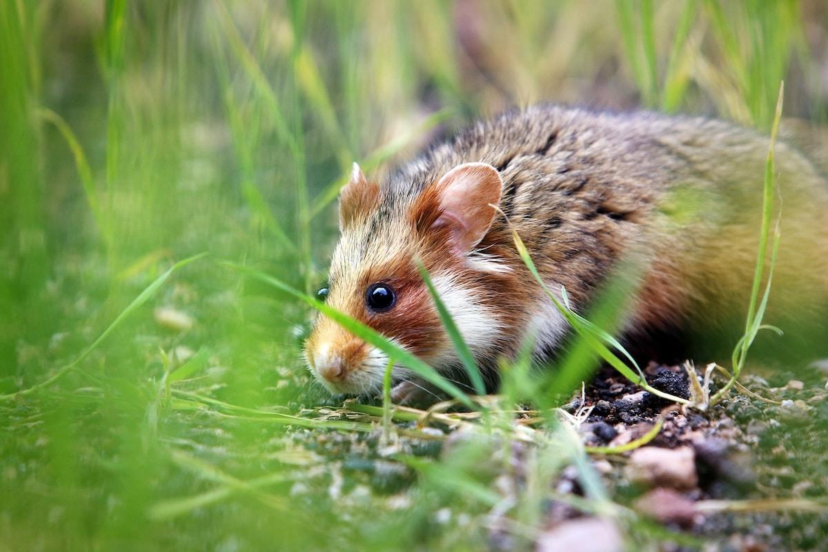 En Alsace, l&rsquo;agriculture intensive menace le grand hamster de disparition