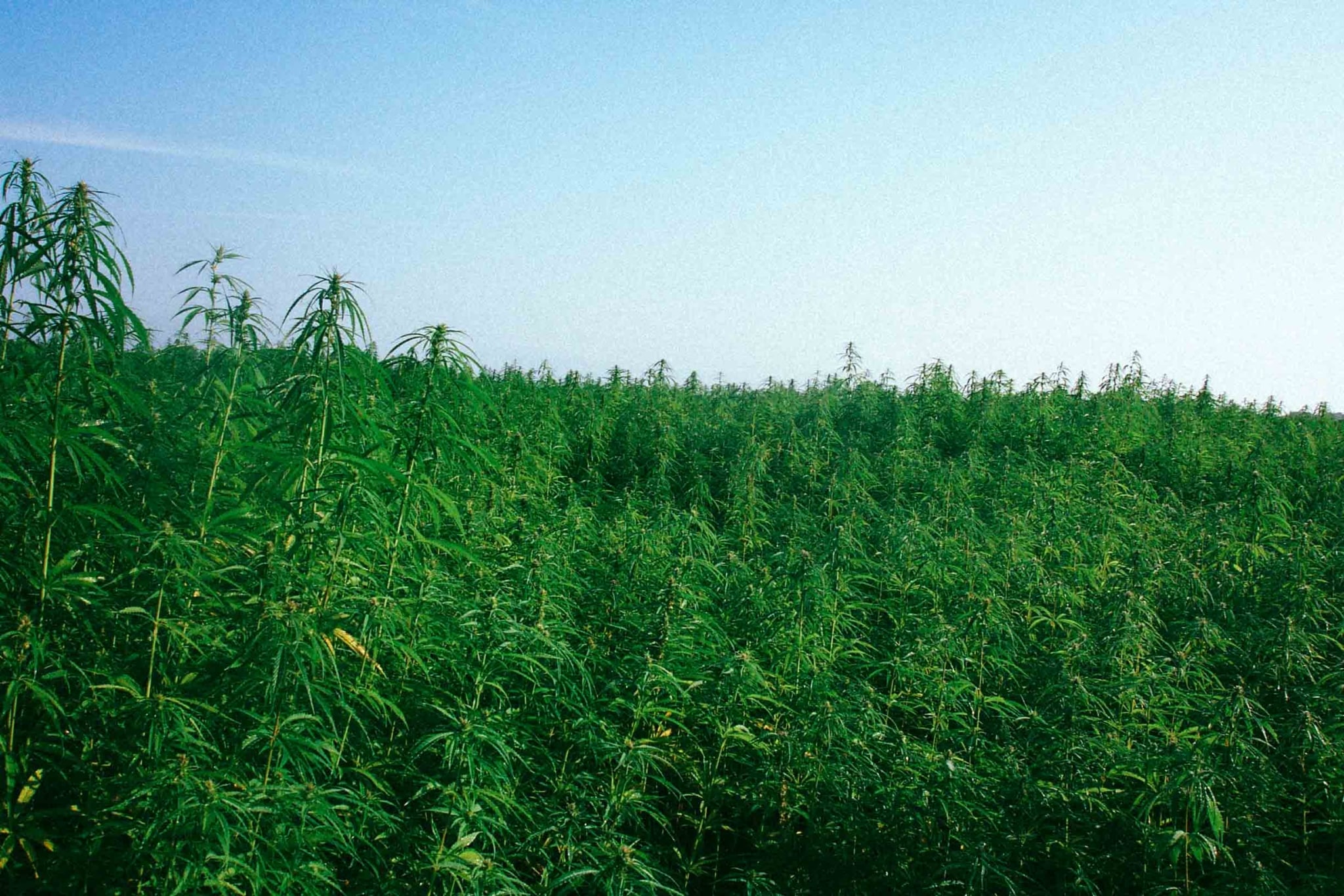 Redonnons vie à la culture du chanvre, matériau écologique qui peut tout faire