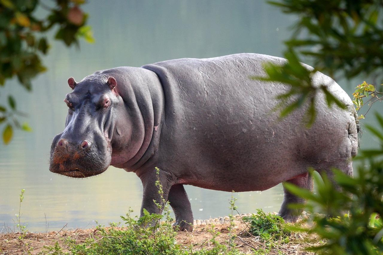 Les hippopotames de la cocaïne, héritiers de la mégafaune préhistorique