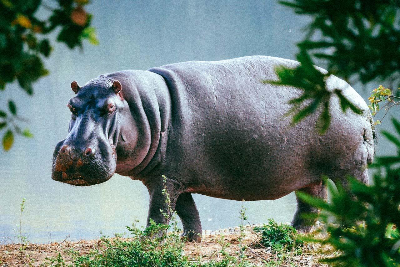 Faut-il abattre les « hippopotames de la cocaïne » ?