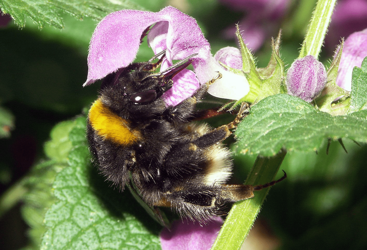 Glyphosate, insecticides… en France, les bourdons disparaissent en silence