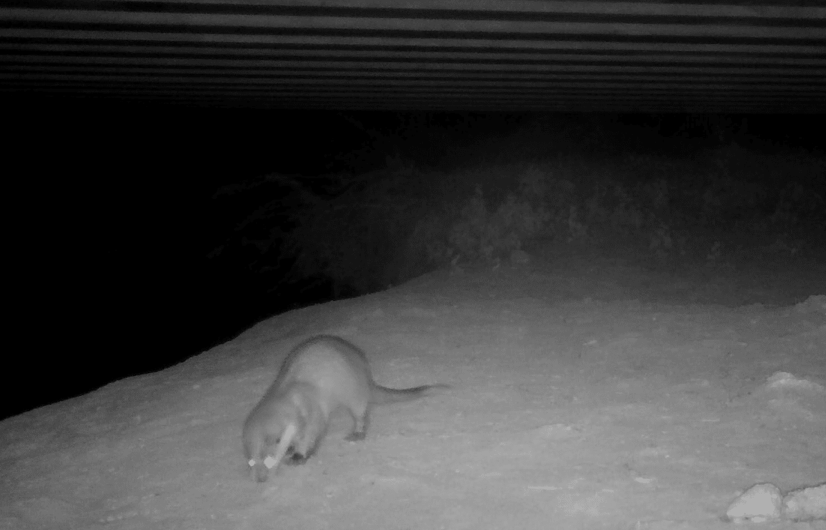 Crottes, empreintes, «loutroduc»… sur les traces du retour de la loutre en Normandie