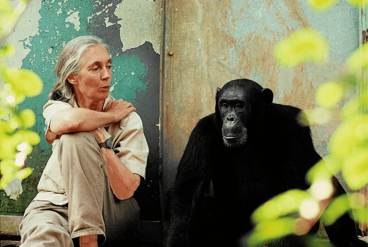 Jane Goodall : «Chaque jour qui passe, chacun d’entre nous a un impact sur la planète. À nous de choisir lequel»