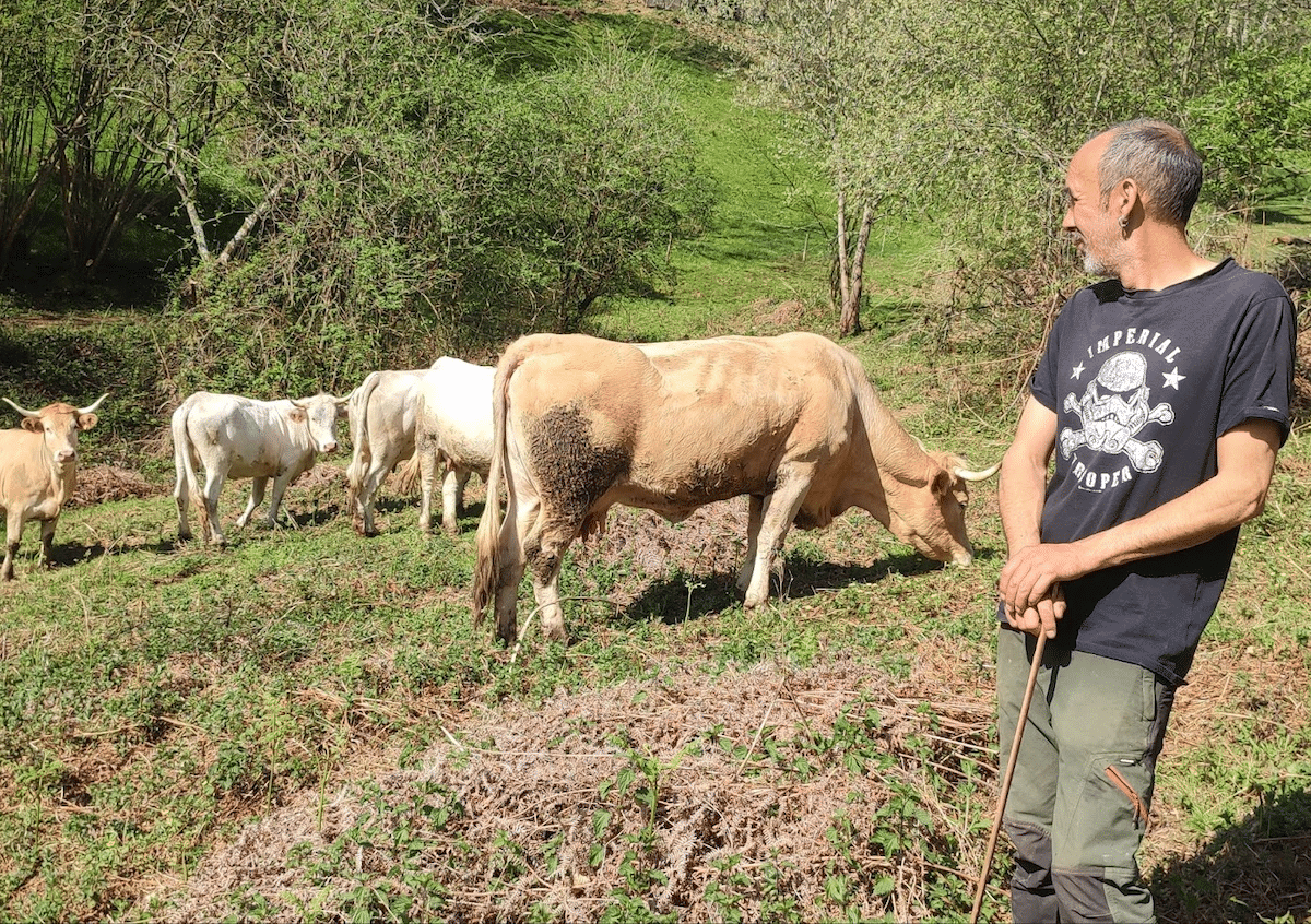 Dans les Hautes-Pyrénées, il se bat pour sauver la vache lourdaise : «Elle a un lien très fort avec l’agriculture paysanne»