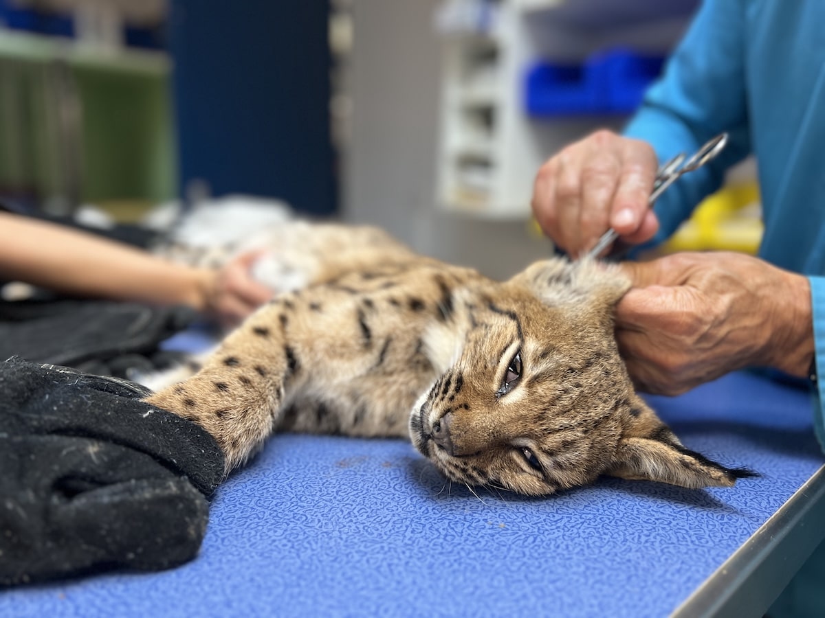 Dans le Jura, un «hôpital» au secours du lynx : «Il est très impacté par les routes et voies ferrées»