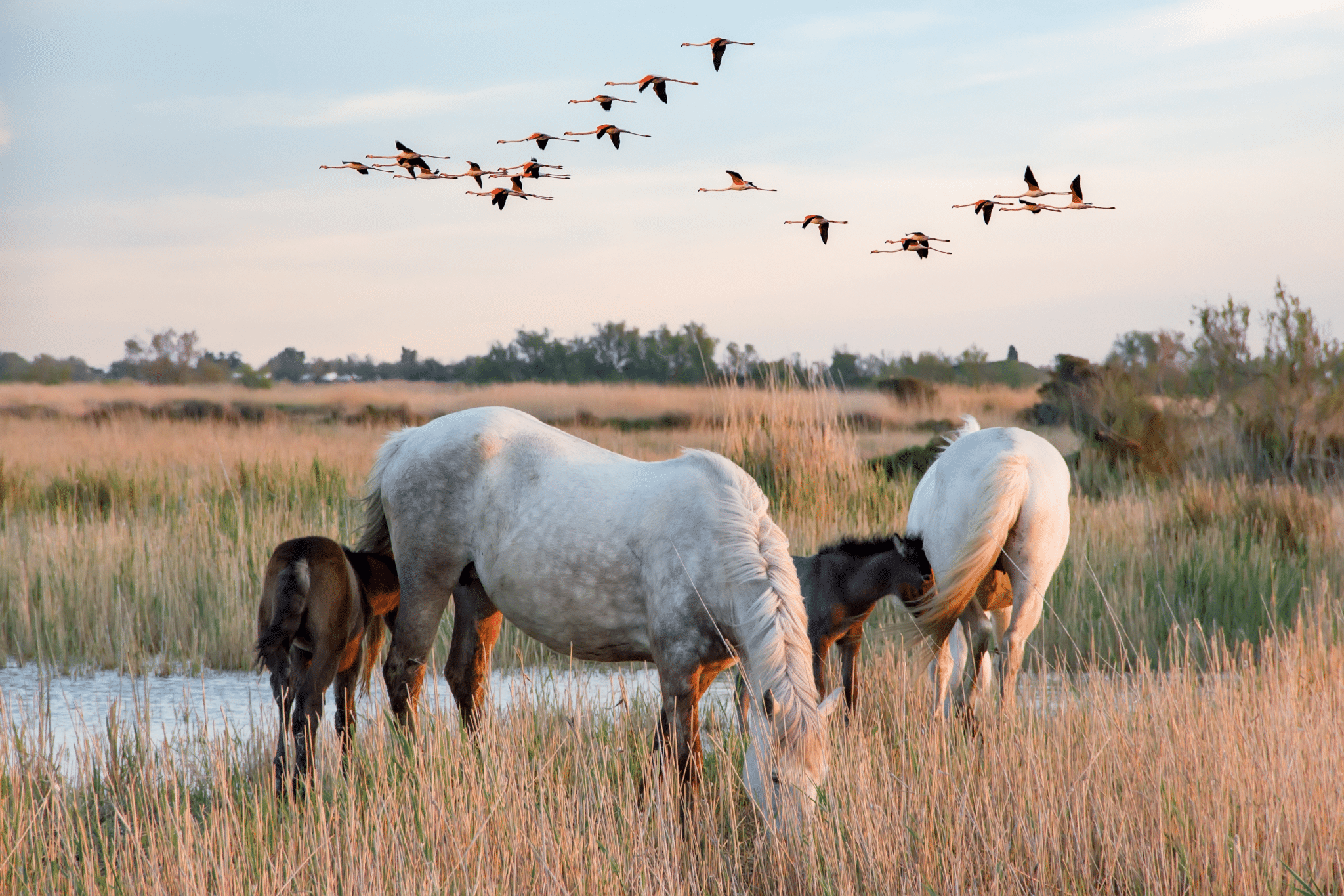 La Camargue et les Saintes-Maries-de-la-Mer face à la montée des eaux : «Cet eldorado est en passe de devenir un désert salé»