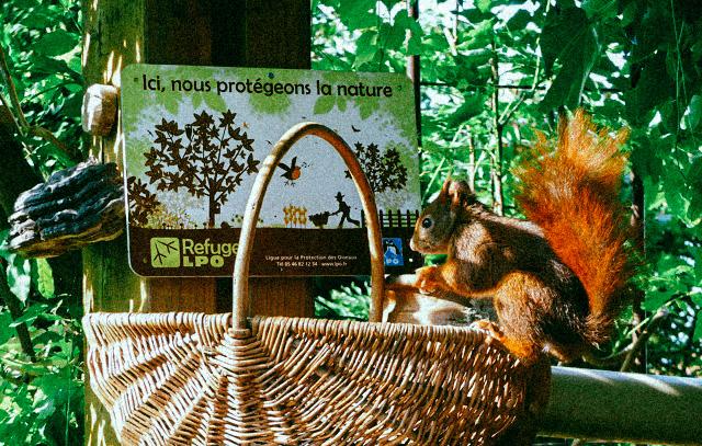 Un havre pour le vivant en bas de chez soi : les refuges de la LPO ont 100 ans