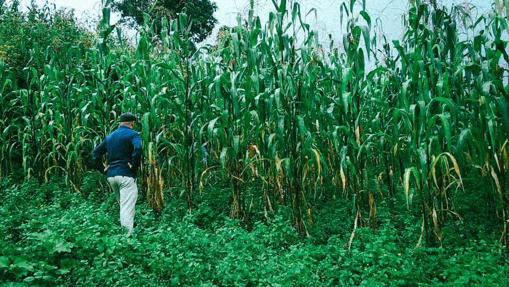 Le Mexique programme la fin du glyphosate et du maïs transgénique
