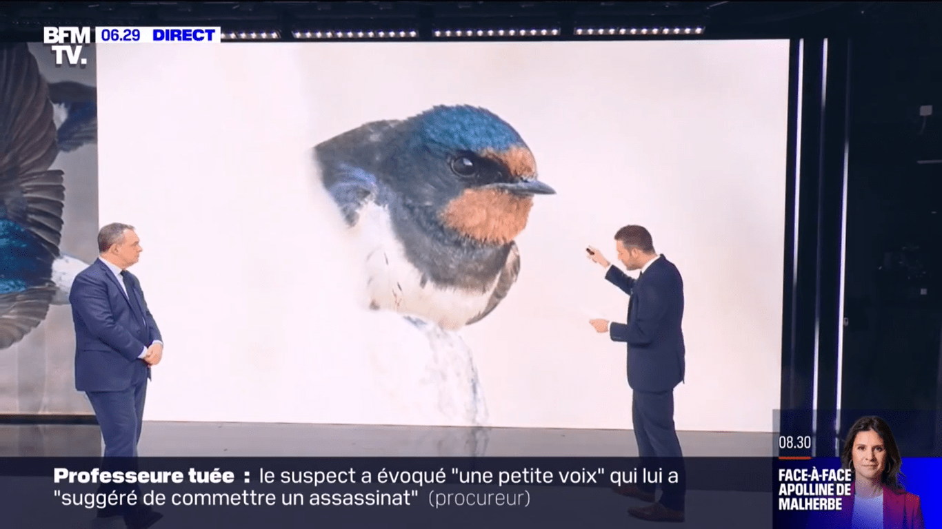 Participez à la première «météo des hirondelles» de la Ligue de protection des oiseaux et BFMTV