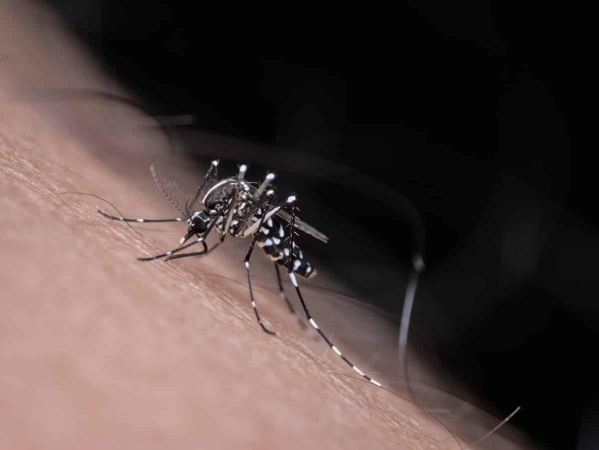 Où trouve-t-on des moustiques-tigres en France et comment se protéger des maladies ?