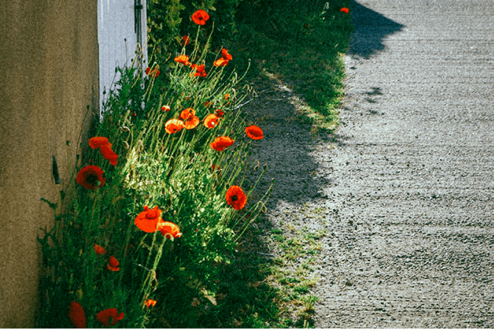 Des kits de graines pour fleurir le bitume
