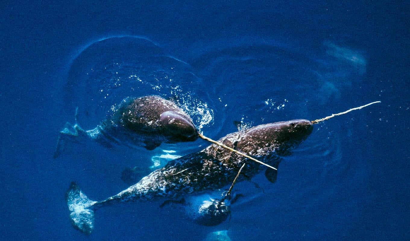 Le réchauffement éreinte (littéralement) les ours polaires et les narvals